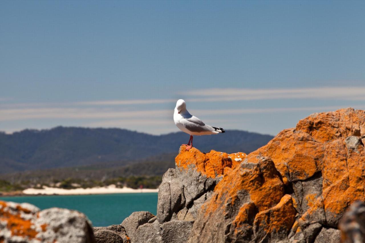 Pearl Hawley Beach Port Sorell Exterior photo